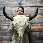 XXL Bull Buffalo Bison Skull Male Horn Animal Mount Western Unique Cabin Decor