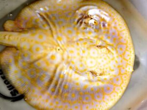 Goldenbase Albino Pearl  freshwater Stingray