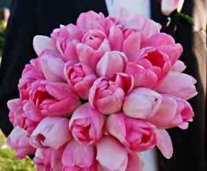 Appleblossom Blend Tulip Bulbs | Prechilled Bulbs | Blend of Soft Pinks & Whites