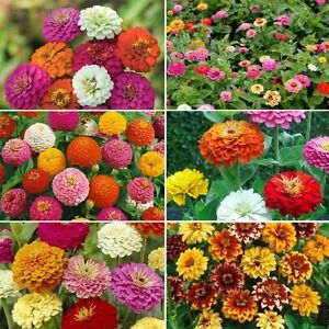 Ultimate Zinnia Flower Seed Mix, 6 Mixes in 1, Zin Master, FREE SHIPPING