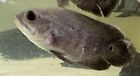 XL WC Colombian Oscar 6-7” (3 Pack) Live Freshwater Aquarium Fish