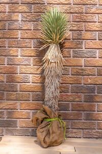 3FT JOSHUA TREE, DESERT PLANT, LEGALLY HARVESTED & TAGGED, YUCCA BREVIFOLIA