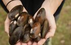 12+ Fresh Water Mussels/clams