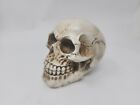 Halloween decoration  3.5 inch resin skull, spooky decoration, skeleton, bones
