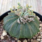A8936 EUPHORBIA OBESA MONSTER pot 12 cm H 4,5 cm W 7,5 cm MaMa Cactus