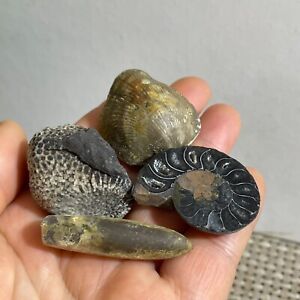 4pcs 63g Natural combination of multiple fossil specimens b2329