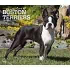 Browntrout,  Boston Terriers Deluxe 2024 Wall Calendar