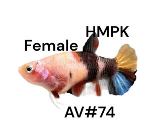 New ListingLive Betta Fish High Quality  HMPKFemale Multicolor USA AV#74