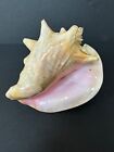 Large Pink Queen Conch Sea Shell Nautical Ocean Beach Home Decor 9.5 x 8.5 x 6.5