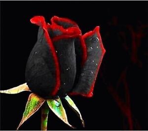 20 SEEDS for Black/Red RARE Hybrid tea Rose flower bush exotic plant USA Seller