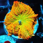 New ListingCitrus Rhodactis Mushroom Zoanthids Paly Zoa SPS LPS Corals, WYSIWYG