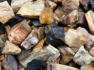 Petrified Wood - Rough Fossils for Tumbling - Bulk Rocks Wholesale 1LB options