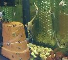 Assorted Angelfish Live Freshwater Aquarium Fish