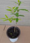Pomegranate (Parfianka) Tree/ Fruit/ Seedling/ Plant - ( 7 Inches)
