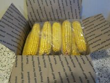 10LB (approx 24 ears) OF EAR CORN  BIRDS-SQUIRRELS-OTHER WILDLIFE. FREE SHIPPING