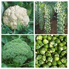 Broccoli, Cauliflower, Brussel Sprout Seed Lot - NON-GMO / Heirloom