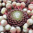 Arachnoideum Cebenese Live Succulent Plant Real Fully Rooted Home 2