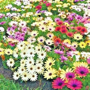201+AFRICAN DAISY Cineraria Mix Flower Seeds Cape Marigold Drought Tolerant Easy
