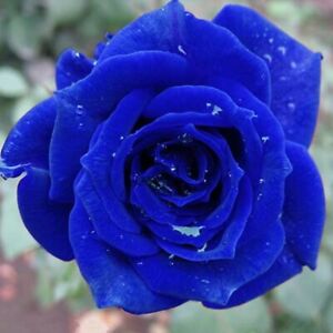 20 SEEDS for Navy Blue RARE Rose hybrid tea flower Bush exotic plant USA Seller