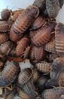 Live Feeders!  Dubia Roaches  Small-Medium-Large  FREE Shipping ALIVE Guarantee!