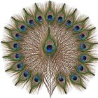 SendyFeather 20pcs Natural Peacock Feathers in Bulk 10-12inch for DIY Craft W...