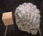 Pyritized Texas Cretaceous Fossil Mollusk Bivalve Alectryenia Eagleford Shale