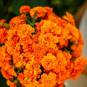 French Marigold TANGERINE DOUBLE DWARF Beneficial Plant Non-GMO 100 Seeds!