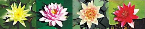 Mixed colors of live water Lily Pond Plants -one year old starter plants- Hardy