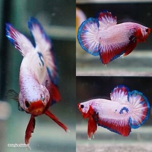 Live Tropical Betta Fish - Cherry Pink | Halfmoon Plakat Male