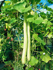 Cucuzza Squash Seeds | Cucuzzi Snake Gourd Tromboncino Opo Long Bottle Seed 2024