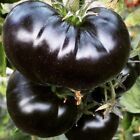 30+ Black Sea Man Tomato Seeds - Heirloom - Organic ----------------------- RARE