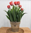 Pre-Potted Red Tulip Bulb Garden | Ready to Bloom | Red Impression Tulips
