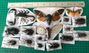 15 Real Beetle Scorpion Cicada Insect Collection Display Gothic Decoration