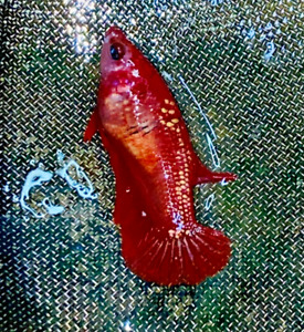 Live Betta Fish HMPK Red Gold Galaxy Female #DD13 From indonesia