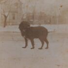 Antique Cabinet Card Photo Adorable Dog Outside Street Cute Pet Found Snapshot