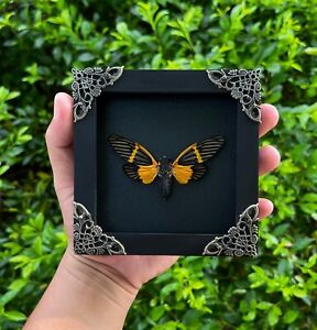 Real Cicada Mounted Framed Taxidermy Insect Shadow  Box Gothic Home Decor Art