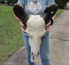 Asian Water Buffalo Skull with 16-17 inch horns from India taxidermy #48660