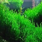 BUY 2 GET 1 FREE Flame Moss Taxiphyllum 'Flame' 2 Ounce Cup Live Aquarium Plants