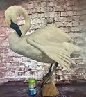 Black White Taxidermy Bird Full Body Museum Quality Wood Base Gorgeous Standing