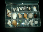 Shells - Teacher's Aid - 21 Seashells in Case - #13