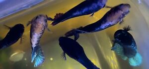 Betta Fish Female Sorority of 5~Blue Double Fin, 1 Year old~ Delivery Available