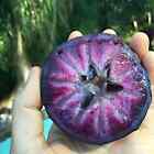 3 SPROUTED PURPLE STAR APPLE TREE SEEDS Caimito Chrysophyllum cainito RARE FRUIT