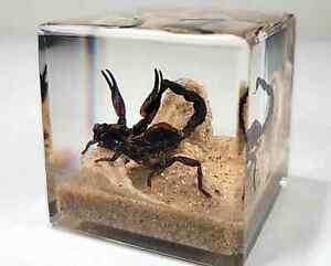 Scorpion in Resin, Scorpion Diorama Display, Oddities, Herterometrus Spinifer