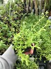 Bacopa monnieri LIVE PLANT Ayurvedic herb 2.5 inch pot 