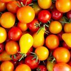 Rainbow Cherry Tomato Mix Seeds | NON-GMO | Heirloom | Fresh Vegetable Seeds