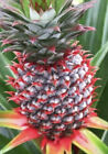 Florida Special Pineapple Plant - 1 Live Starter Plants - Ananas Comosus!!