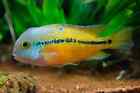 3 pack Nicaraguense Cichlid 1in (Macaw)