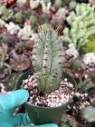 Cactiandexotica | Euphorbia horrida Major nova 
