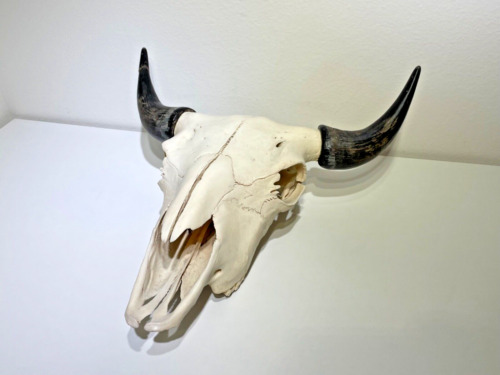 Buffalo Bison Head Horns | Bleach Skull | Colorado by Compound Bow | 22