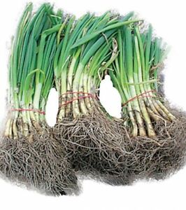 CANDY SWEET ONION STARTER PLANTS BUNCH OF 30